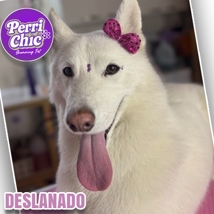 Deslanado canino en Puente Alto — Perrichic